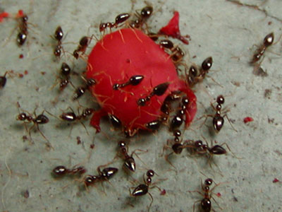 ants eating