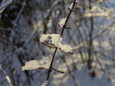 ice on twigs