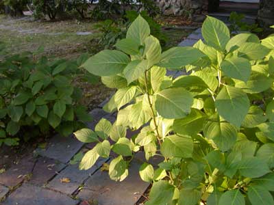 Sunlight, leaves