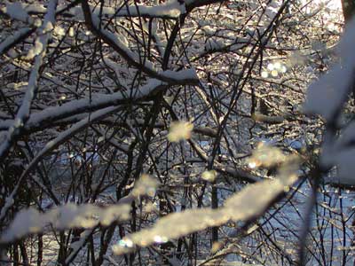branches with snow