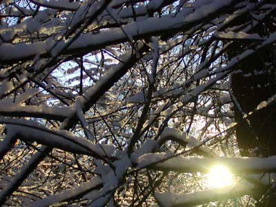 snowy branches