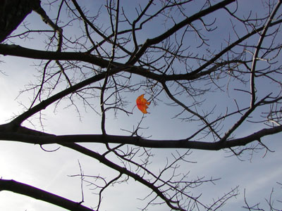 the last leaf