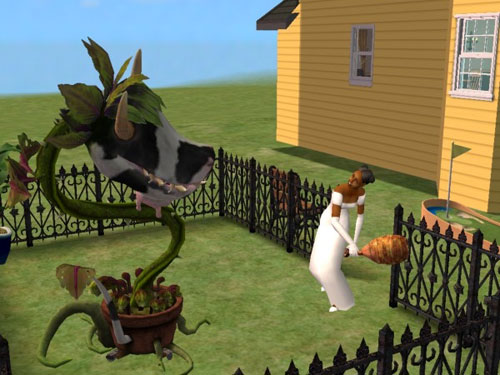 Regina, in her wedding dress, feeds the cowplant